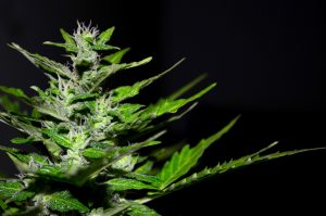 cannabis plant wiet