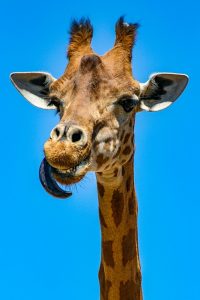 giraffe artis