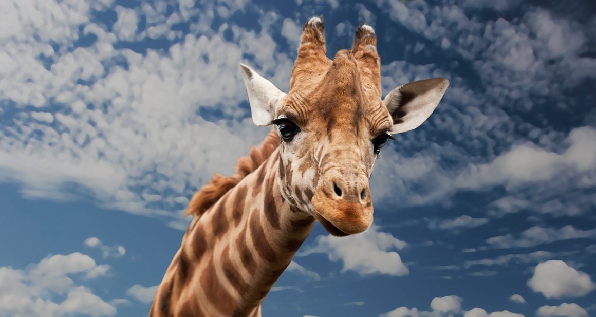 giraffe artis cannabis
