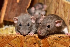 ratten onderzoek wiet