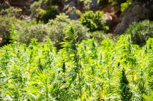 Legal cannabis experiment in Amsterdam