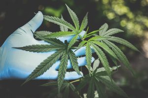 Het wietexperiment in Nederland - cannabisnieuws 2019