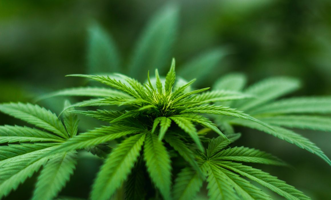 Cannabis and cancer