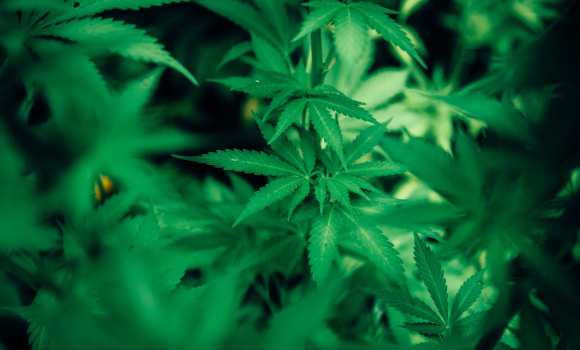 Cannabis nieuws coffeeshop The Border Amsterdam