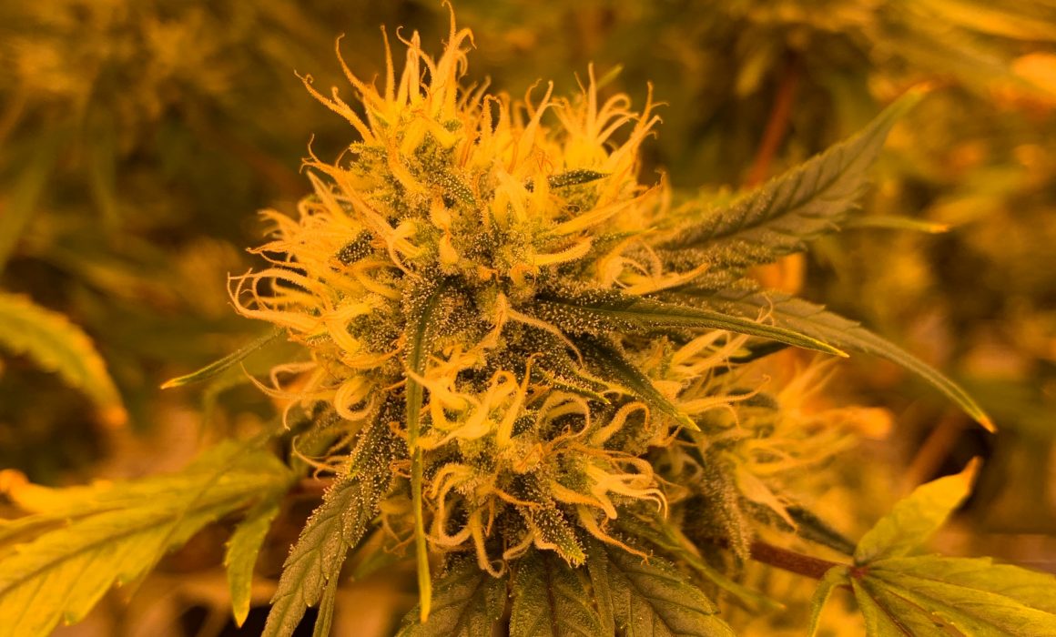 welke partij is pro cannabis