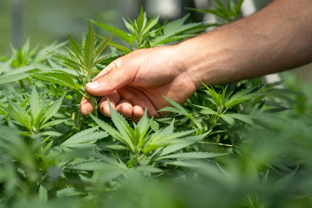 Legalisation-of-cannabis-in-Germany