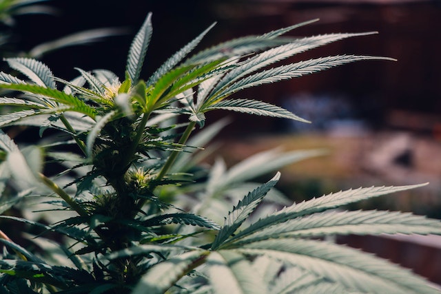 White Widow effect