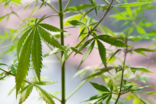 Maroccan cannabis protection